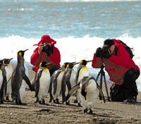 Penguins in Antarctica